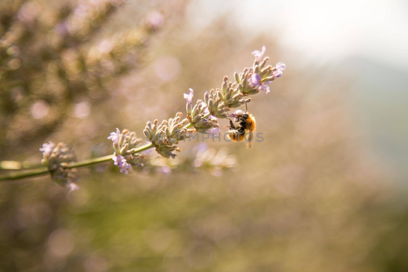 Bee on purple lavender blossoms, France
