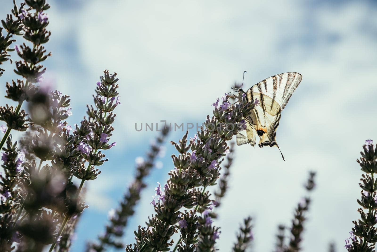 Butterfly on purple lavender blooms, France, post card
