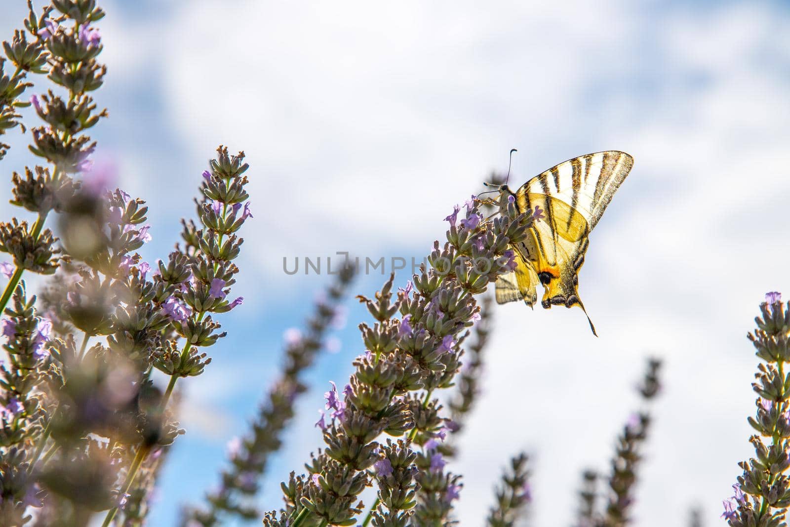 Butterfly on purple lavender blooms, France, post card