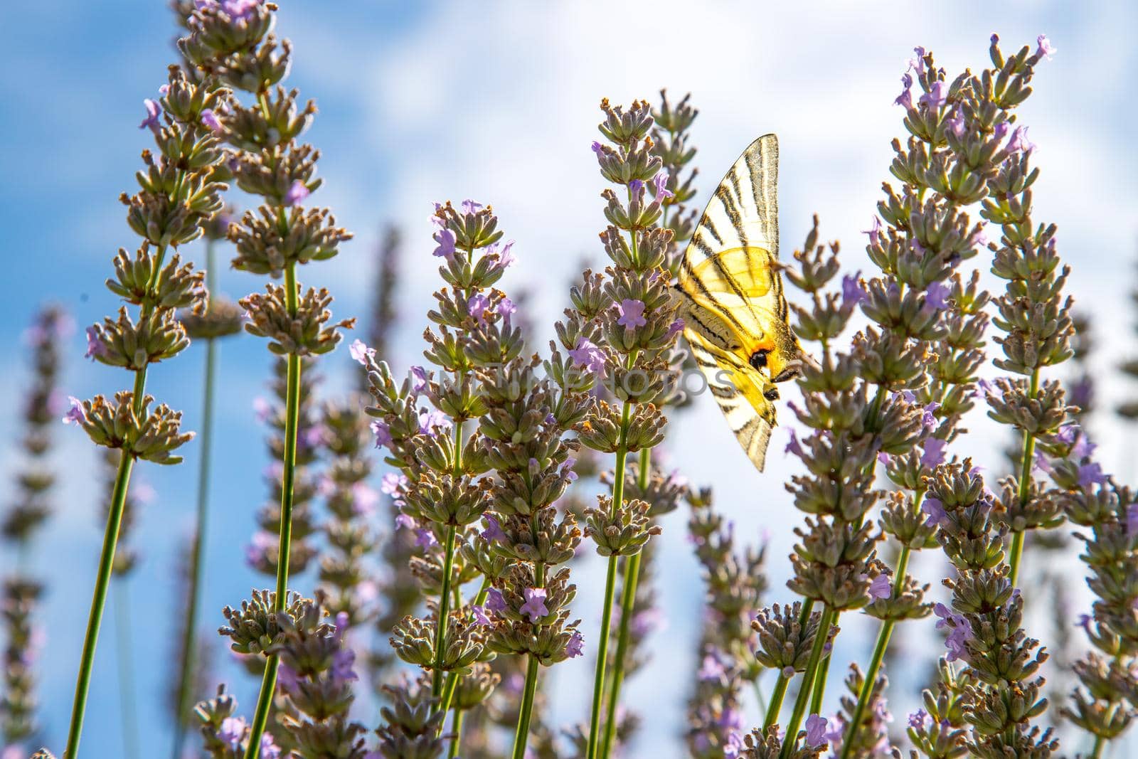 Butterfly on purple lavender blooms, France, post card