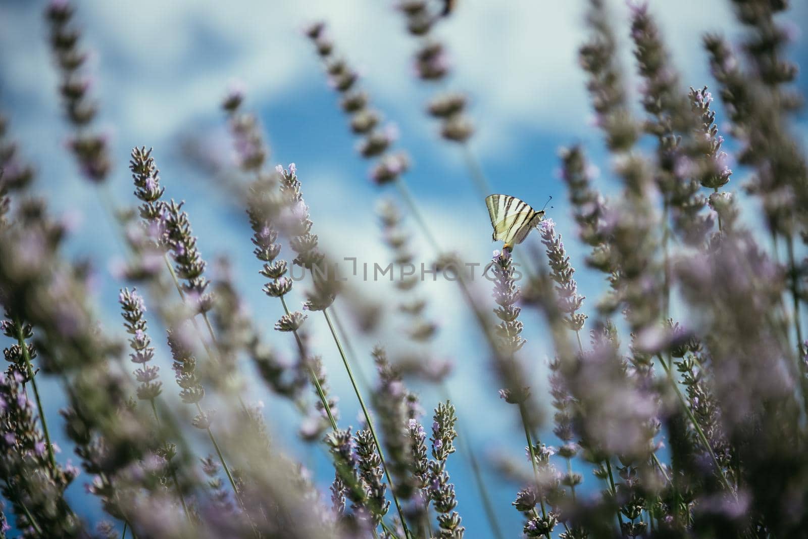 Butterfly on purple lavender blooms, France, post card