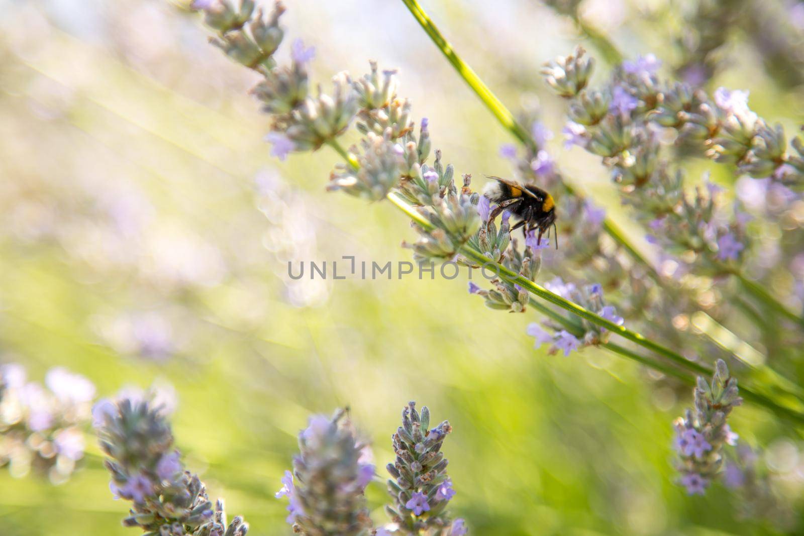 Bee on purple lavender blossoms, France