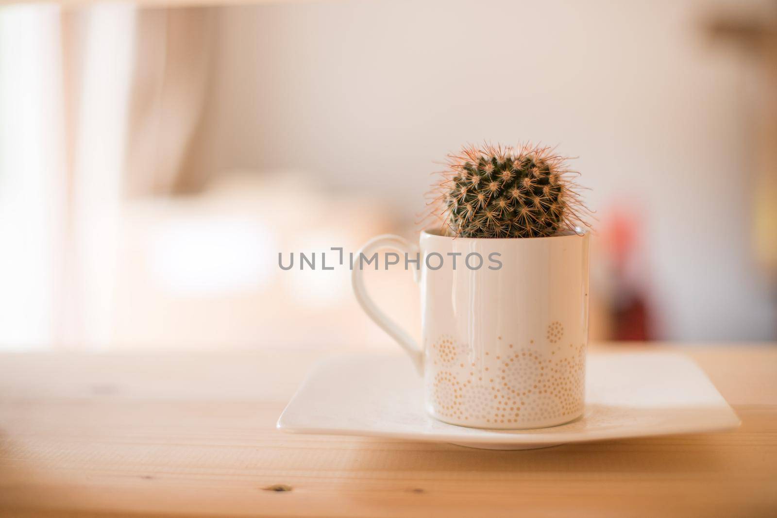 Cactus at home, blurry background