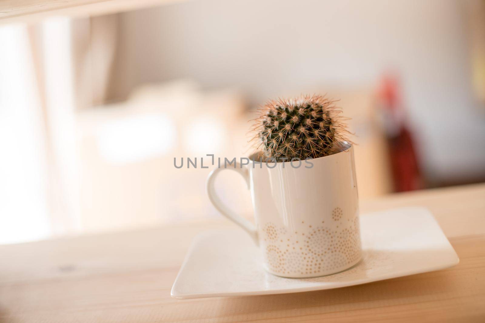 Cactus at home, blurry background