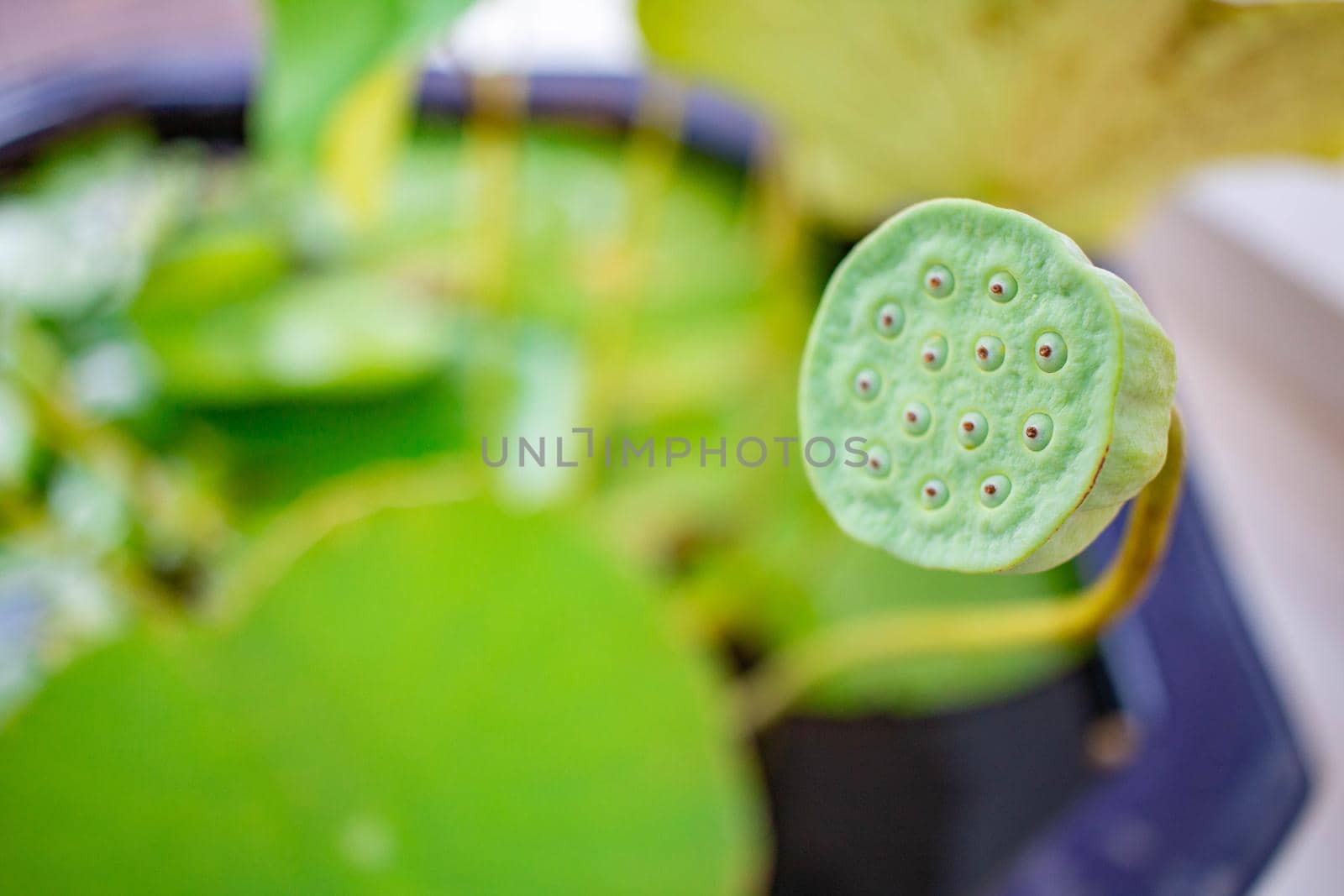 Lotus shower in green.In a lotus basin