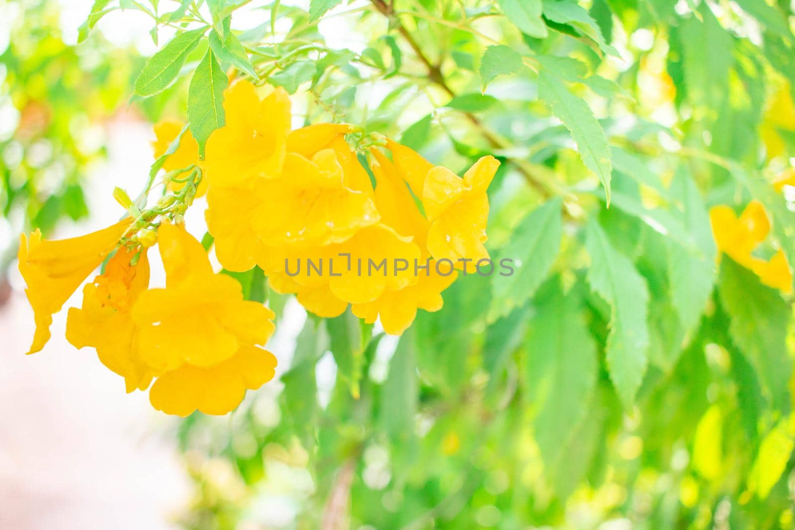 Yellow flowers bloom beautifully in the sun and surrounded by green nature.