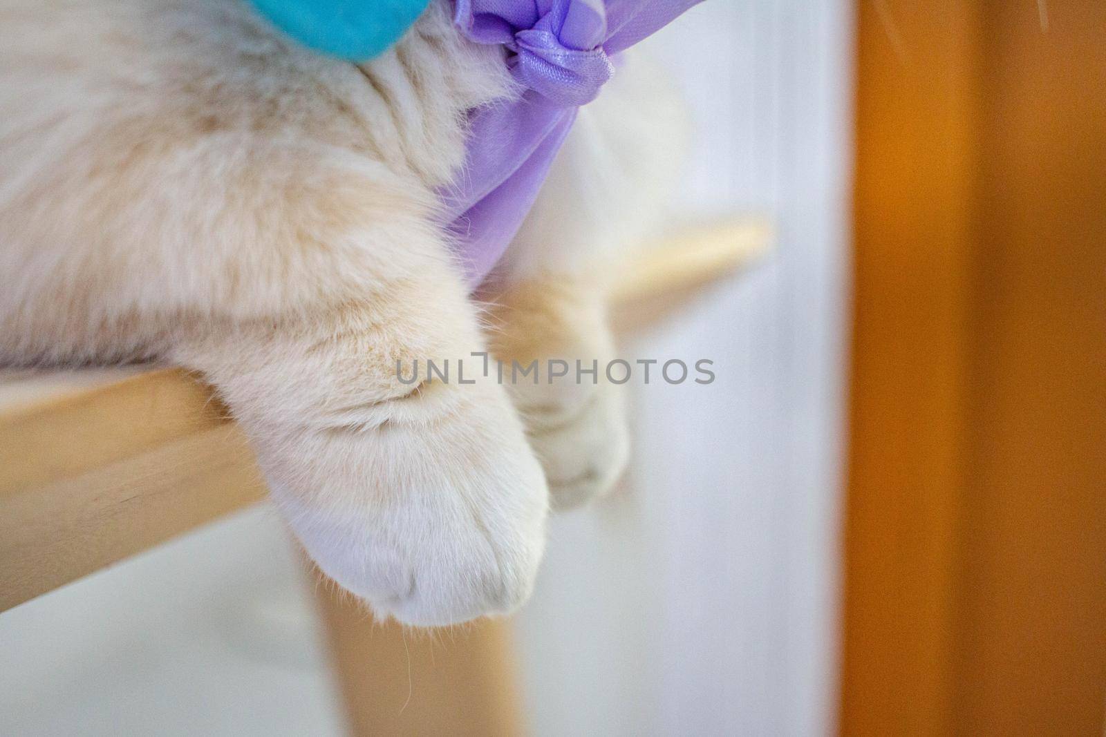 The cat's paw helps in the grip and movement of the cat. Look like a soft button