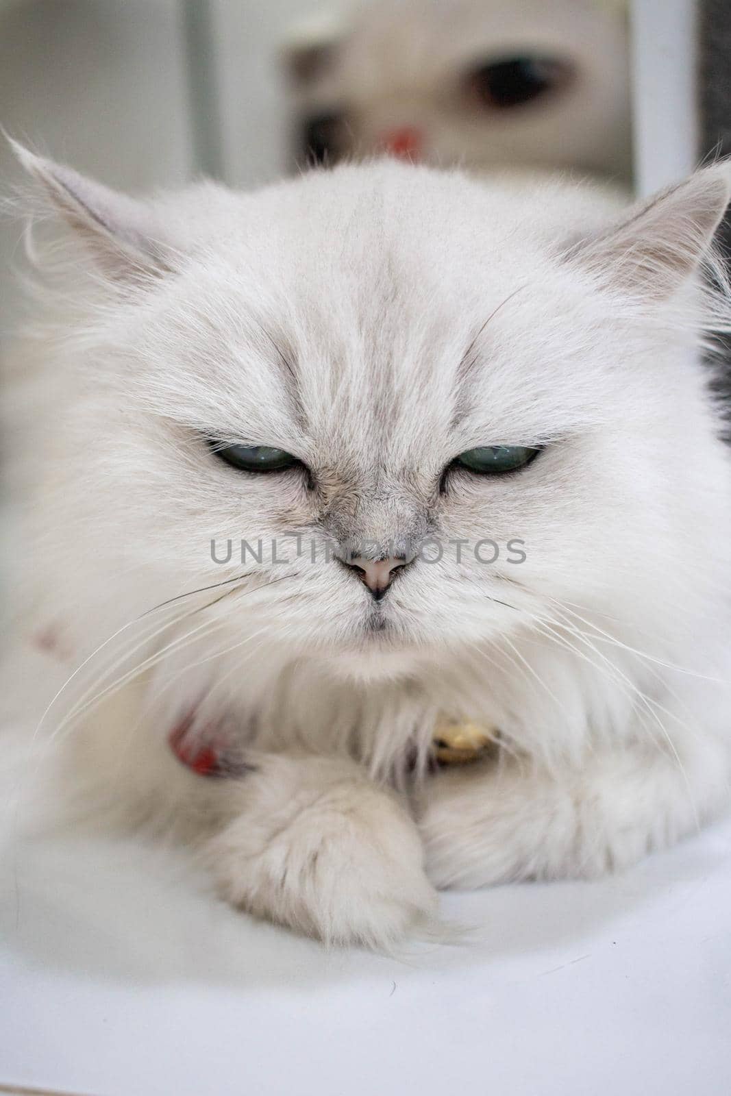 A white cat in pet cafe, the cat is booking, looking.