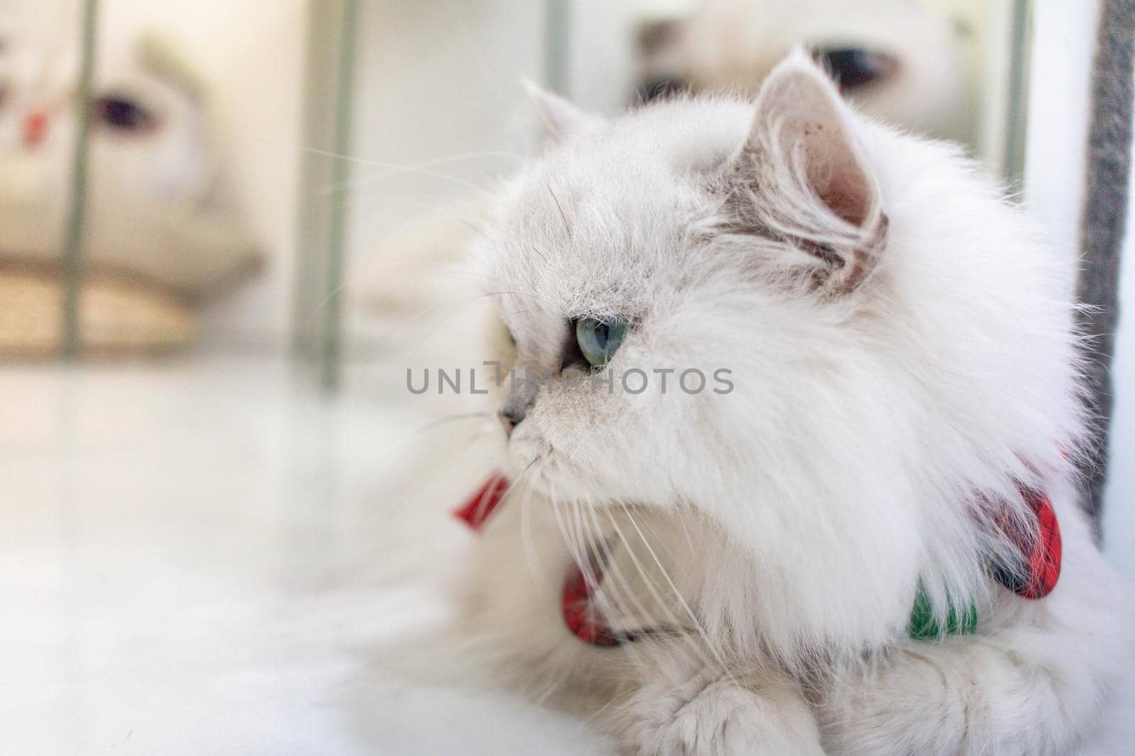 A white cat in pet cafe, the cat is booking, looking.