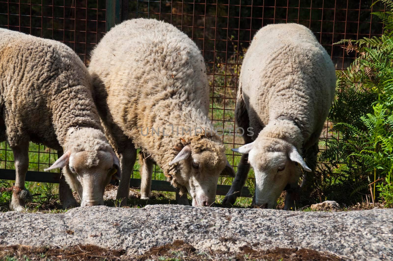 A couple of sheep in Northern Portugal.