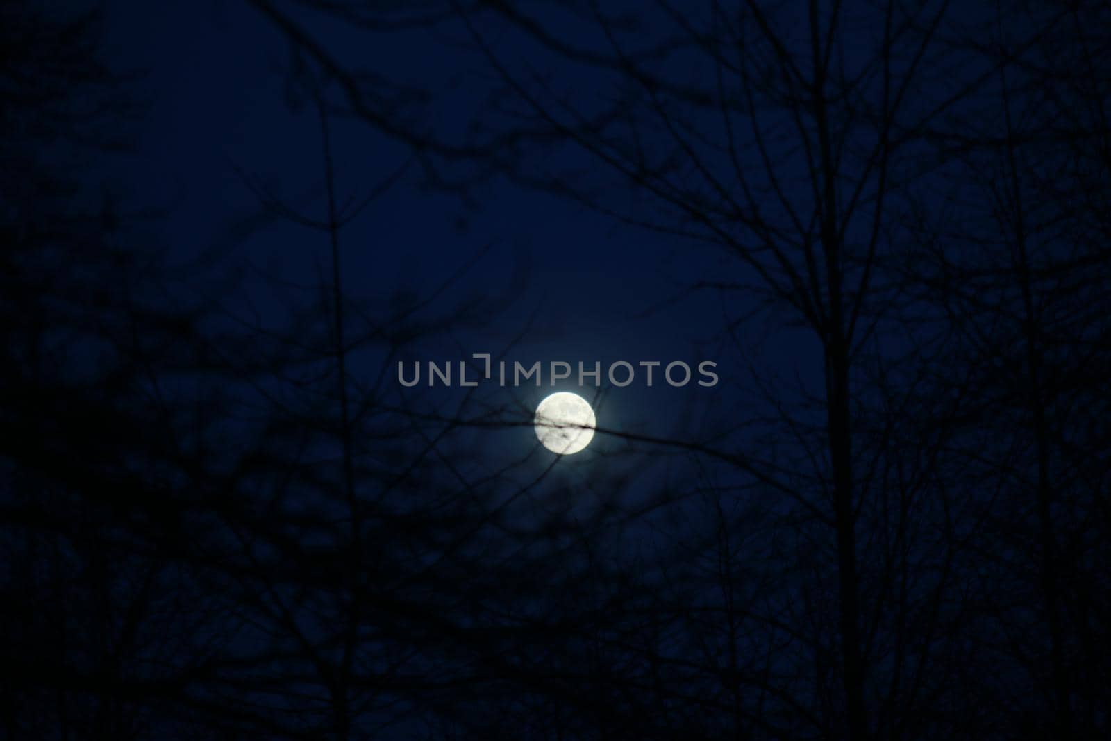 Full moon with clear blue sky at night behind branches
