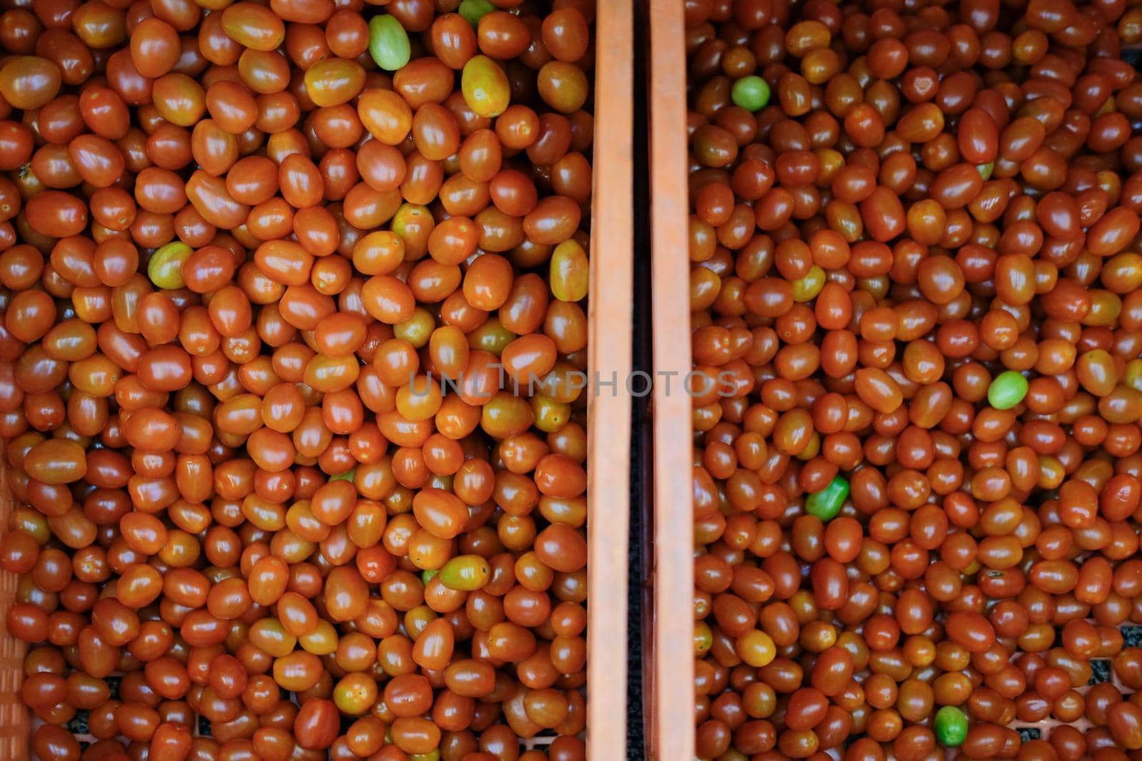 fresh red tomatoes in plastic basket. tomato harvest from farm