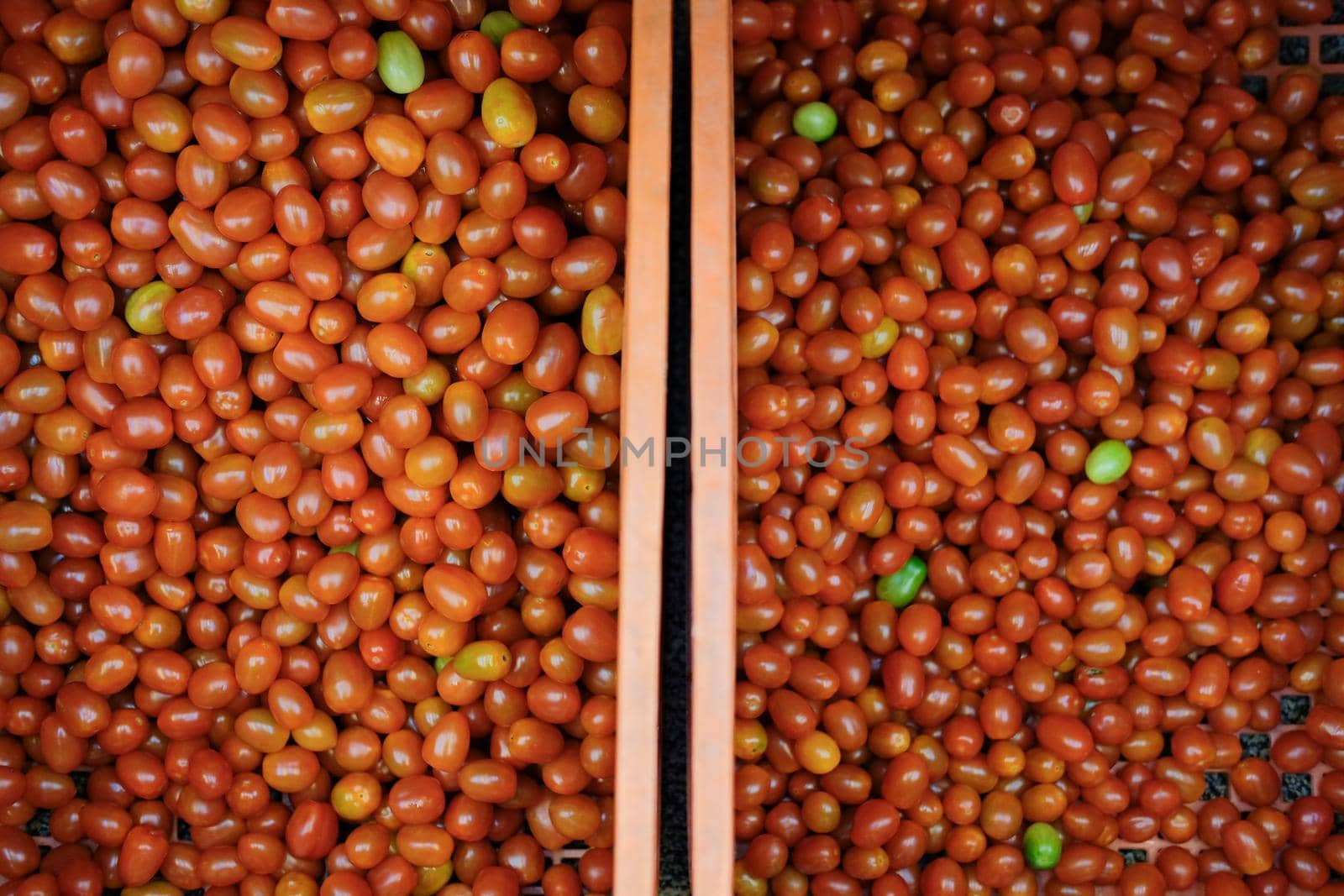 fresh red tomatoes in plastic basket. tomato harvest from farm