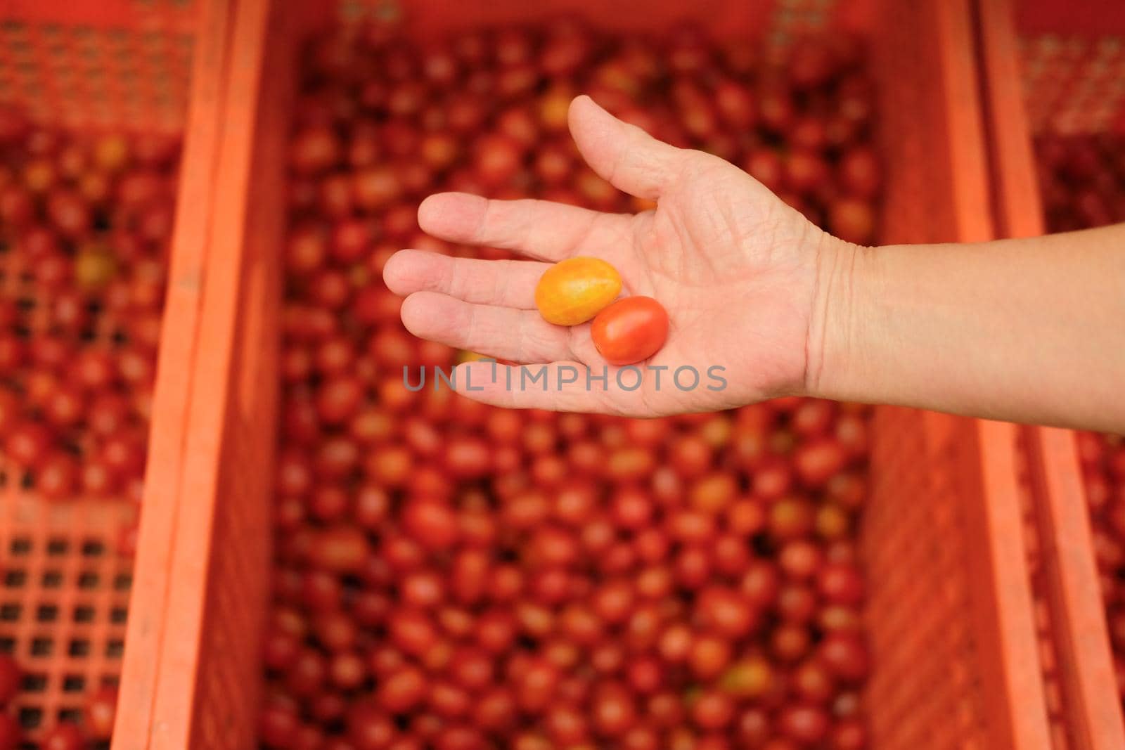 hand holding fresh red yellow tomatoes. tomato harvest from farm