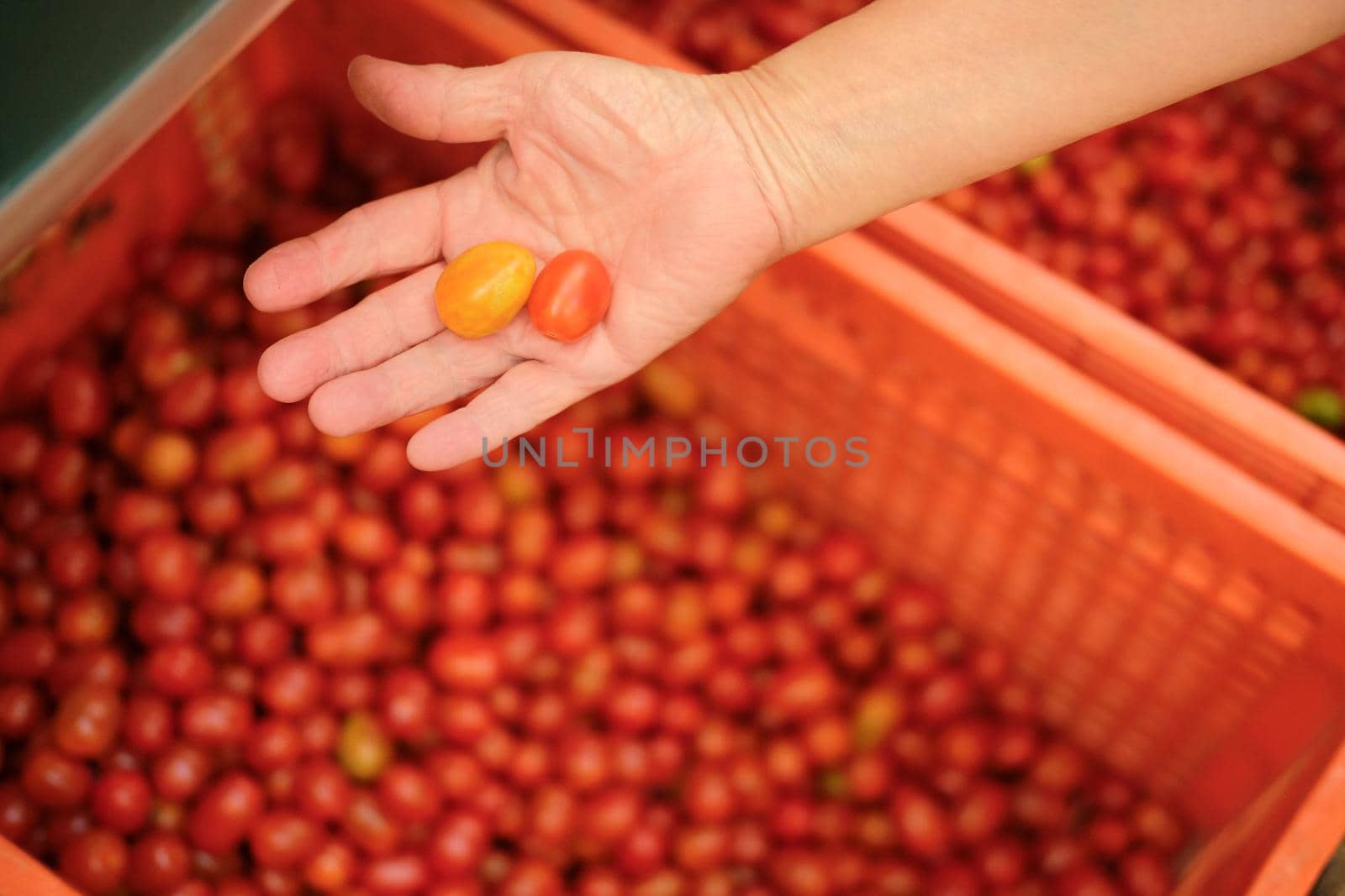 hand holding fresh red yellow tomatoes. tomato harvest from farm