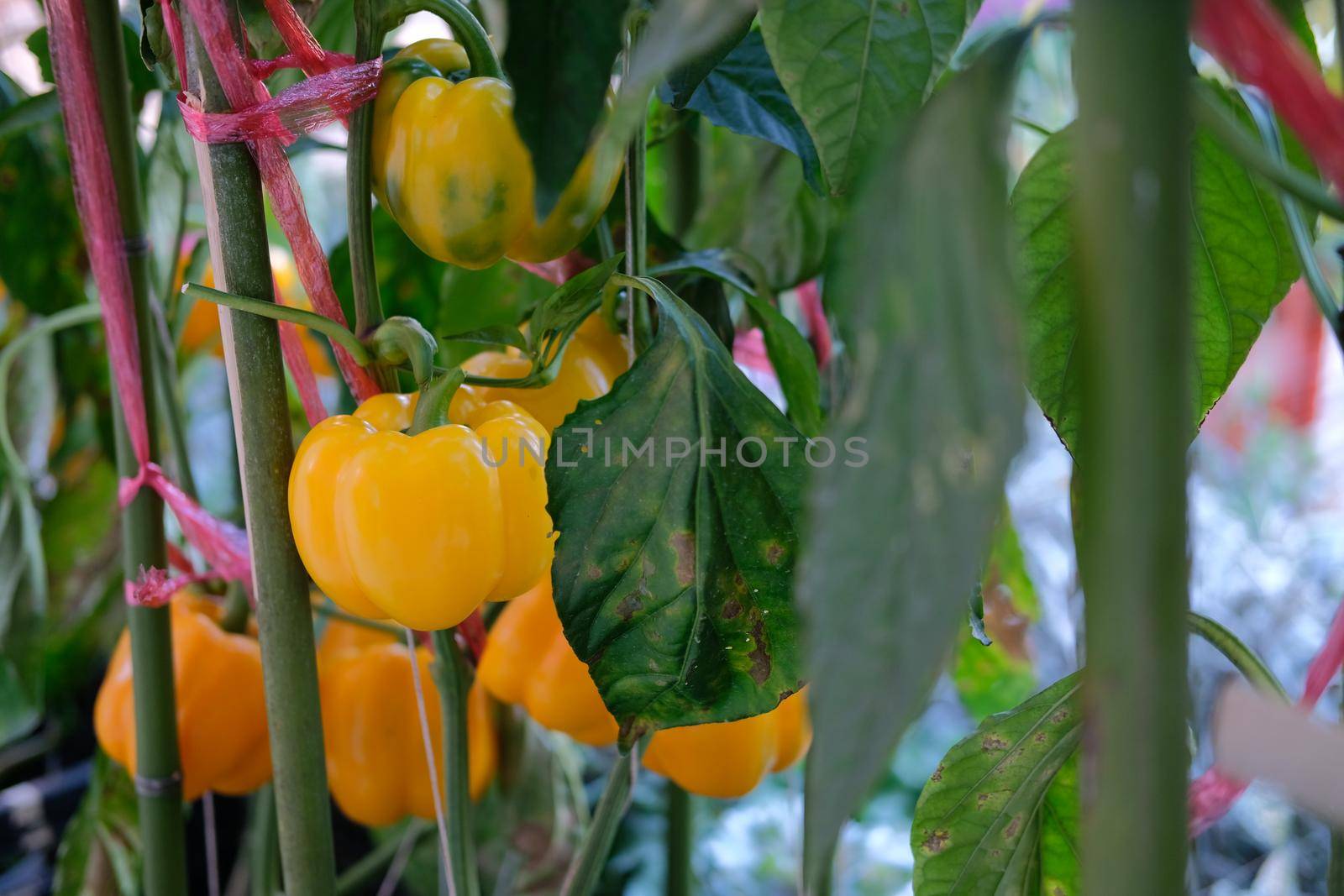 yellow sweet bell pepper plant growing in garden. peppers vegetable harvest from farm