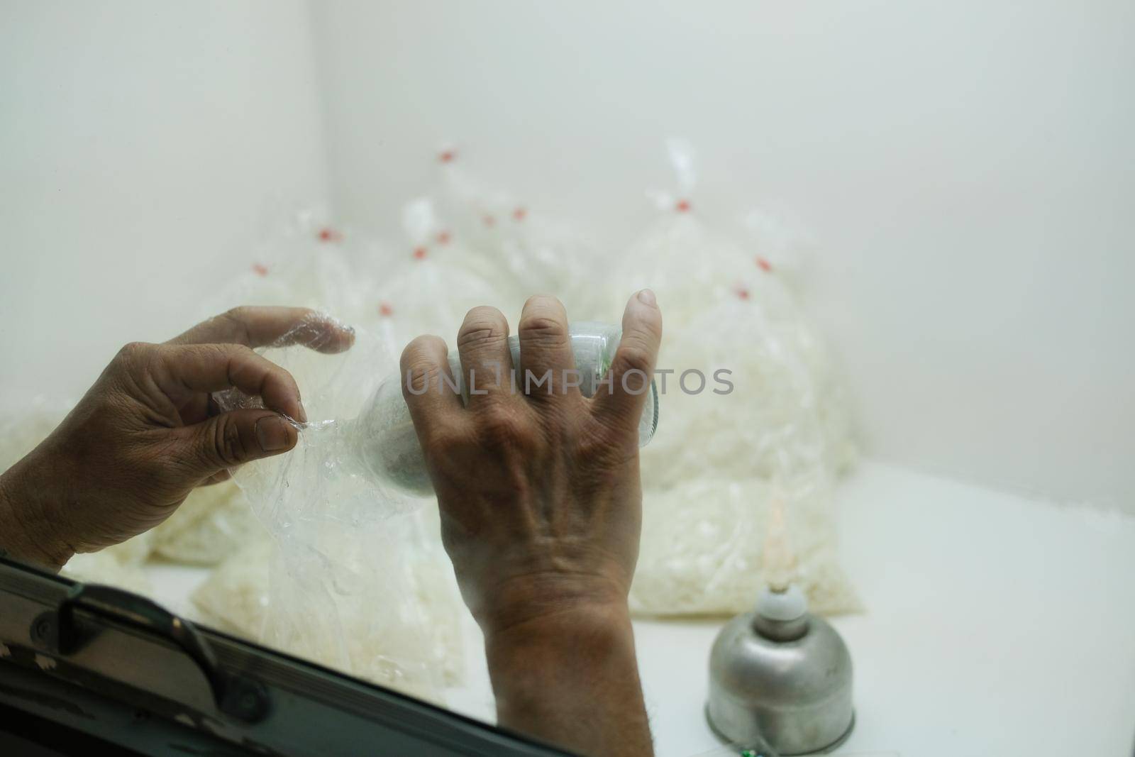 microbiologist growing culture of Beauveria bassiana entomopathogenic fungus on rice in laboratory. Microbial control of insects
