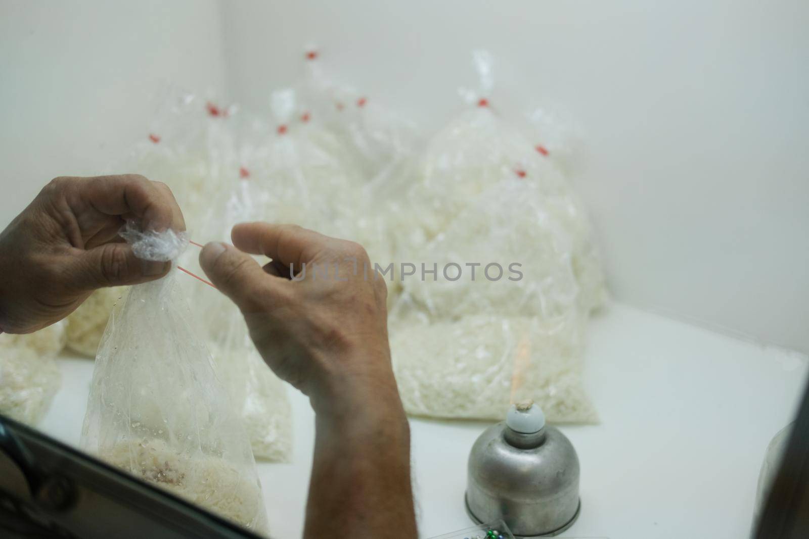 microbiologist growing culture of Beauveria bassiana entomopathogenic fungus on rice in laboratory. Microbial control of insects
