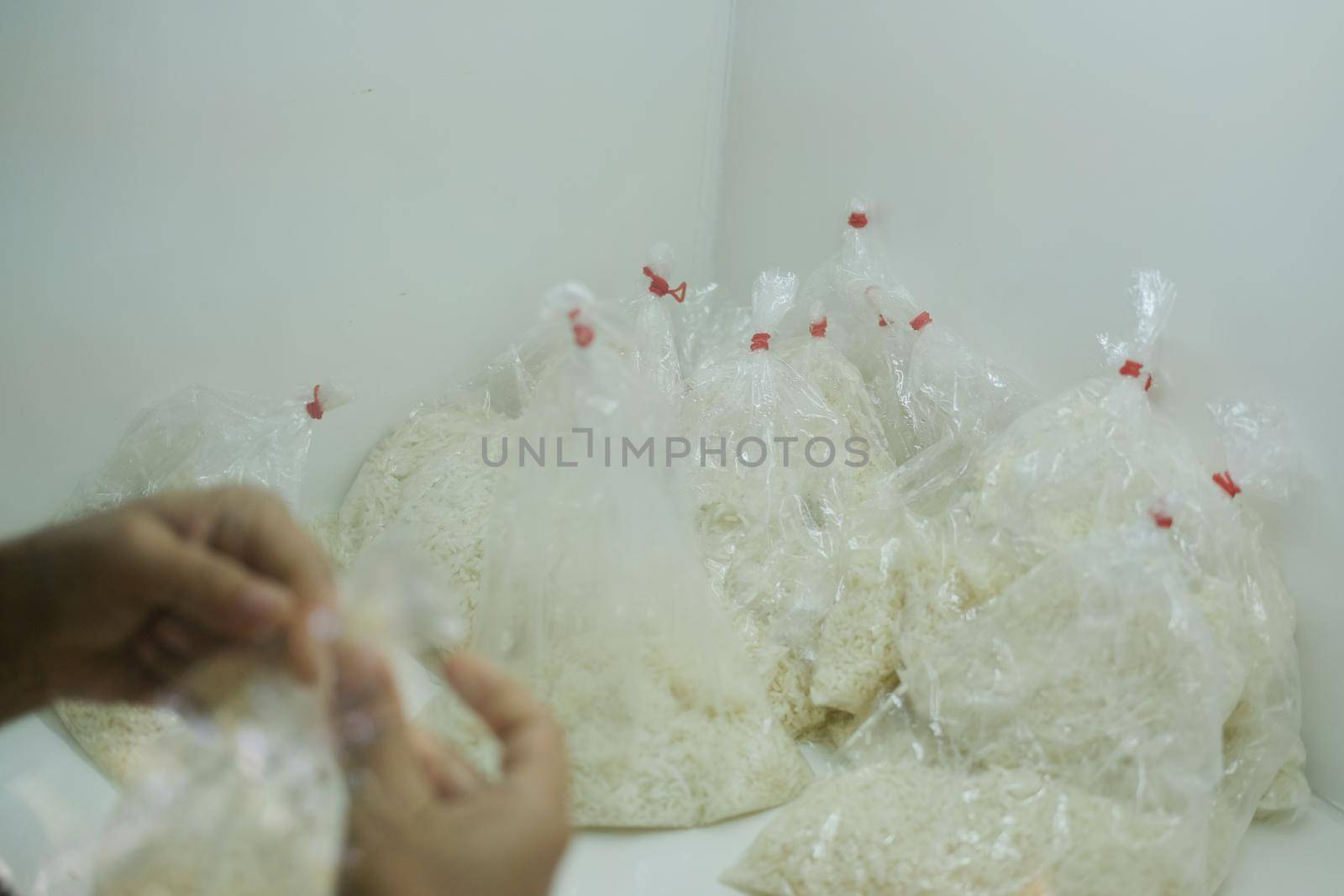 microbiologist growing culture of Beauveria bassiana entomopathogenic fungus on rice in laboratory. Microbial control of insects