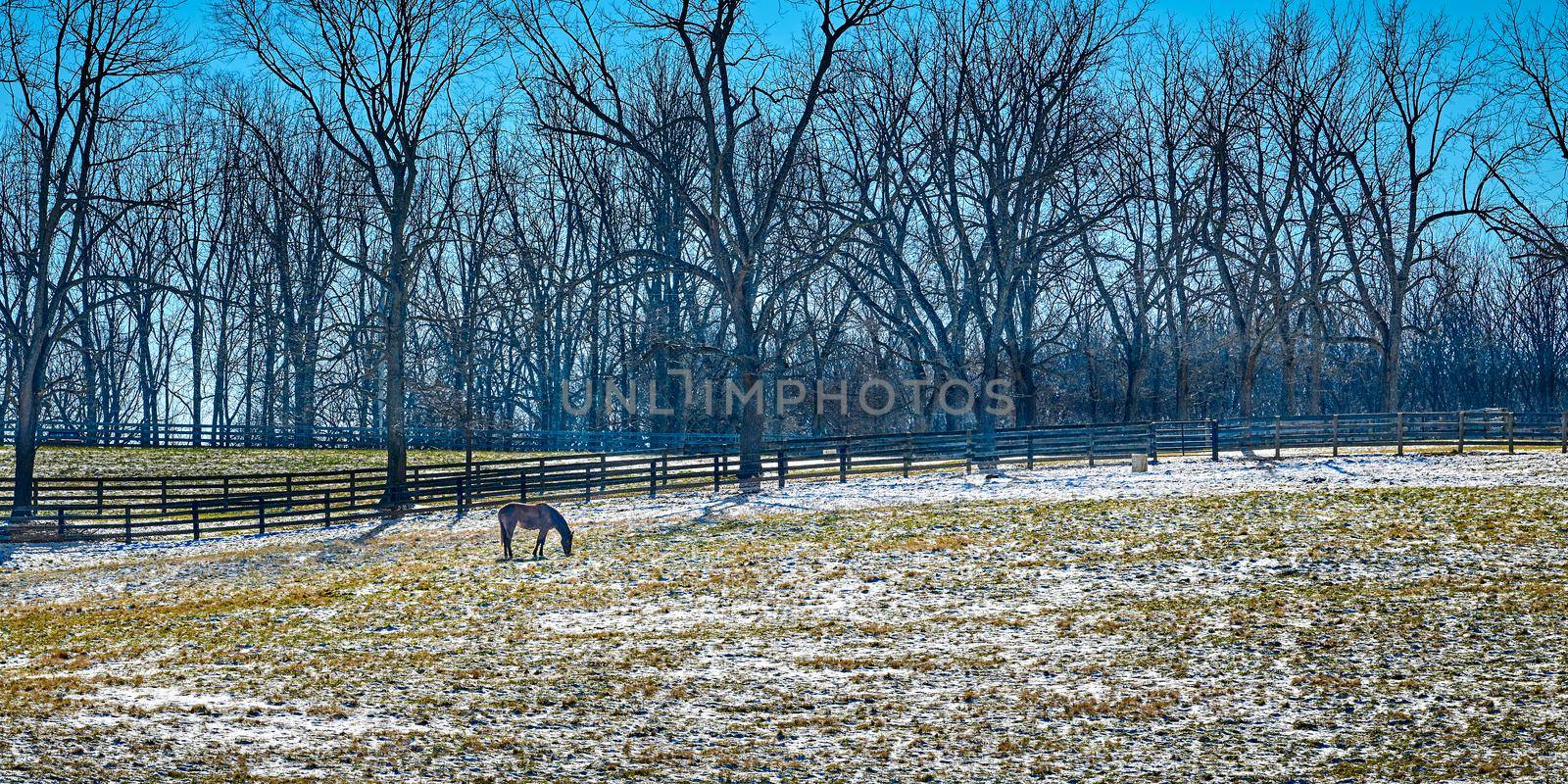 Thoroughbred horse gazing in a snow cover fiield with trees and clear blue sky.