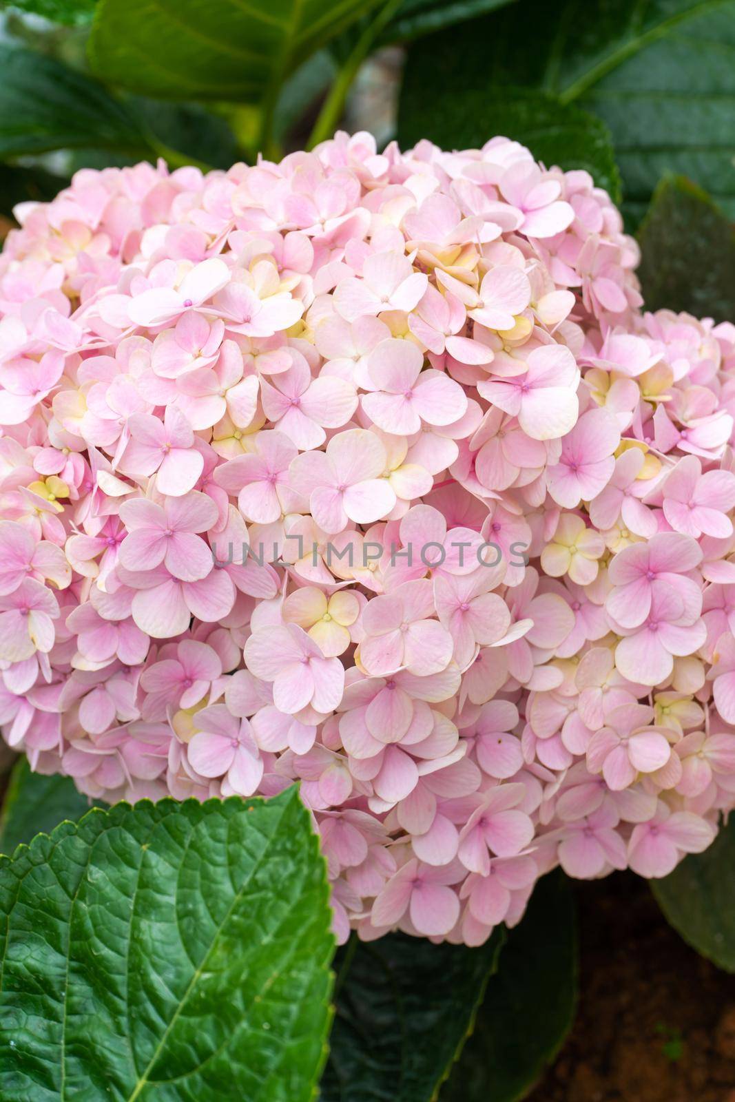 Blooming hydrangea flowers in a plant store in Asia.