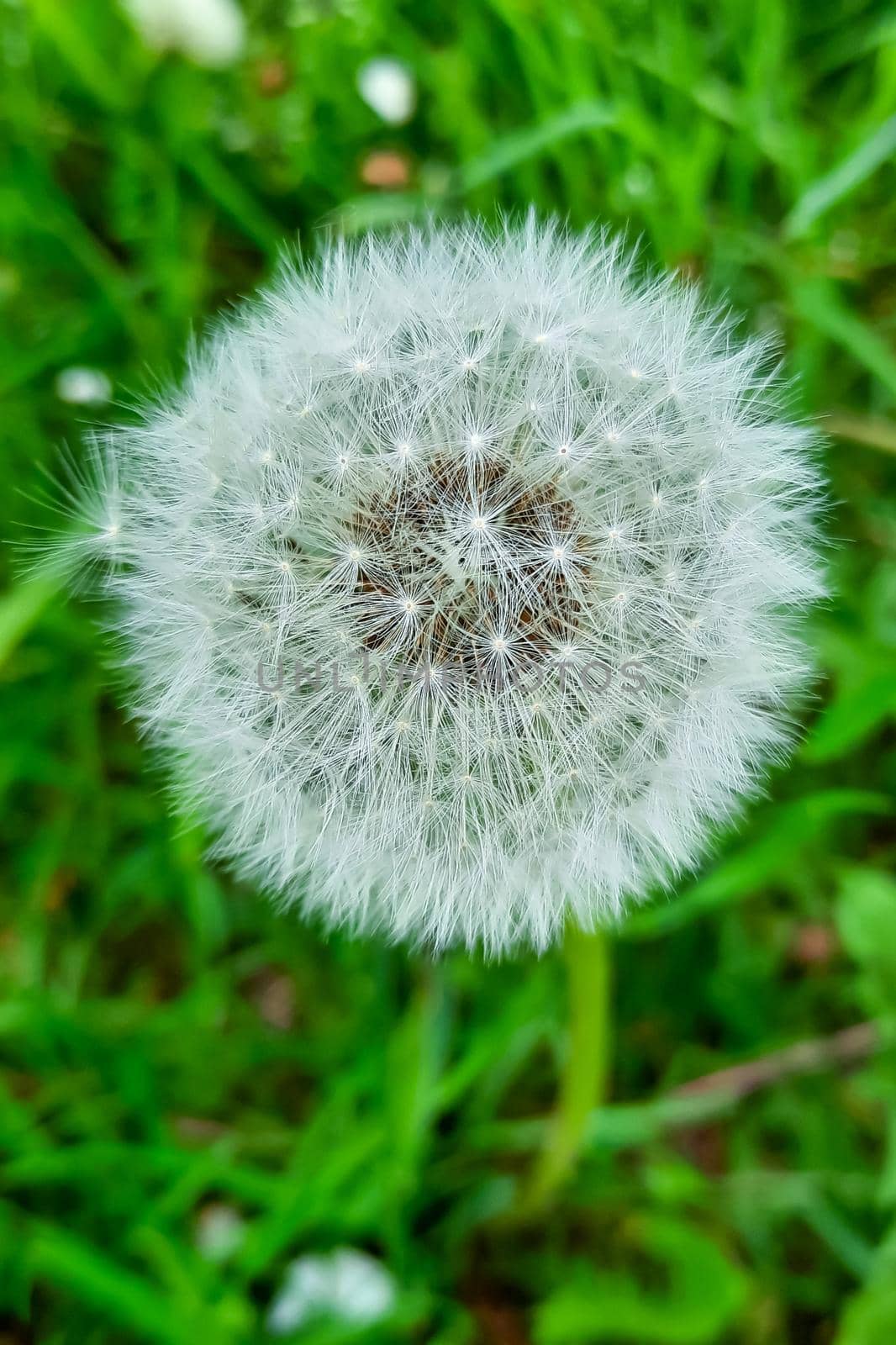 Top view of a dandelion in the green meadow