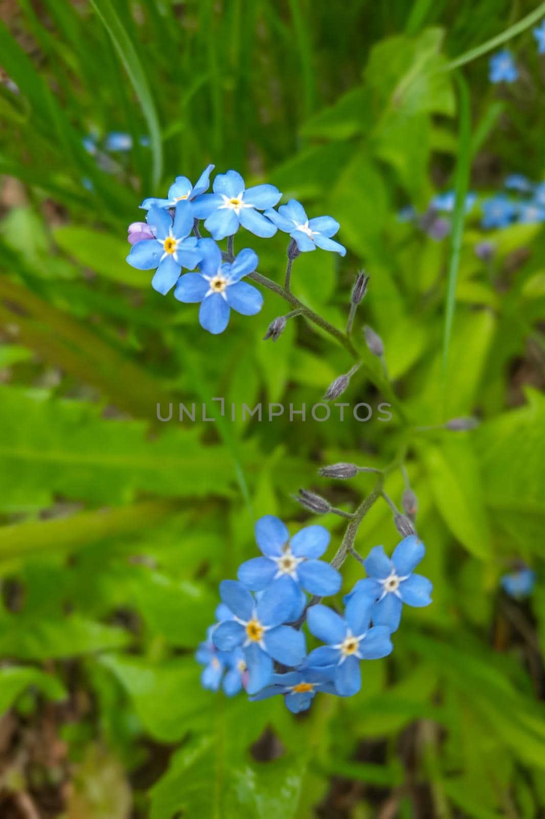 Beautiful perennial blue flowers in the meadow