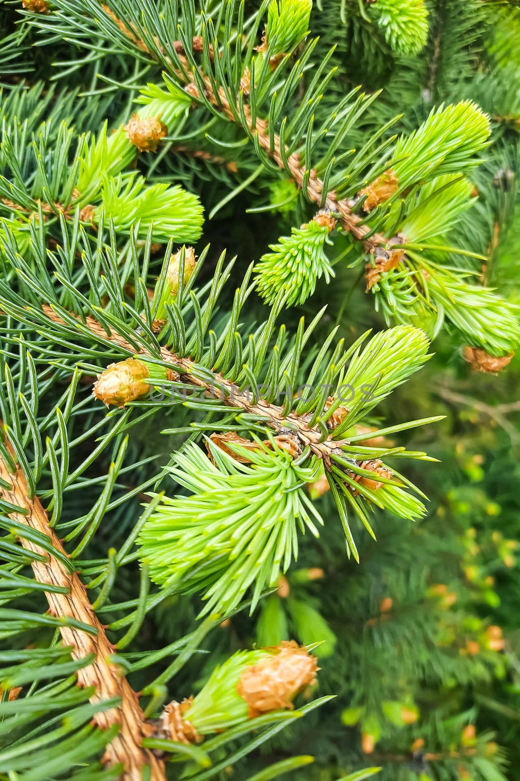 Green branch of pine or spruce close-up