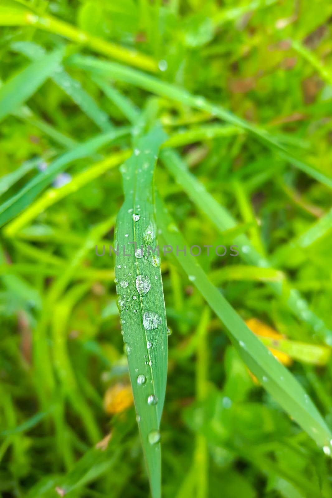 Dew or water drops on green grass after rain. by kip02kas
