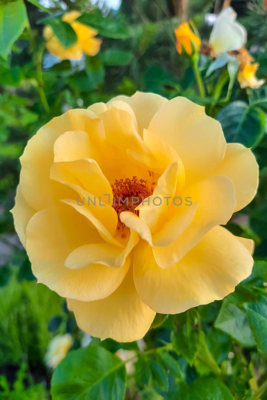 View of a beautiful orange rose flower in the garden