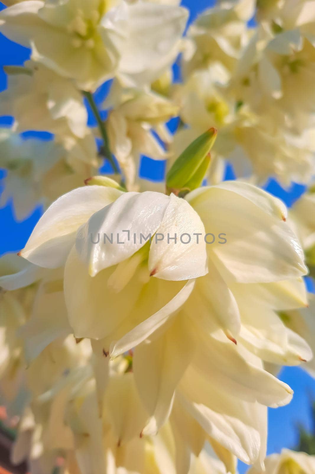 Bottom view of white flowers against a blue sky. by kip02kas