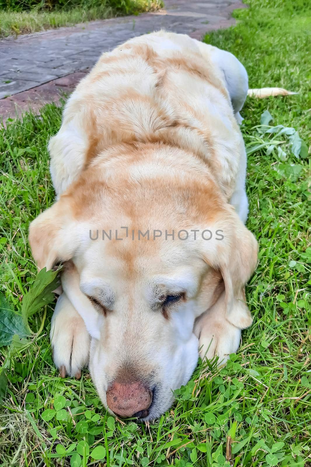 A beautiful labrador lies on the green grass