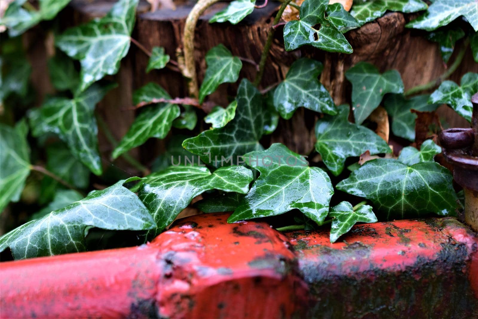 Close up of ivy and leaves on a wooden pole