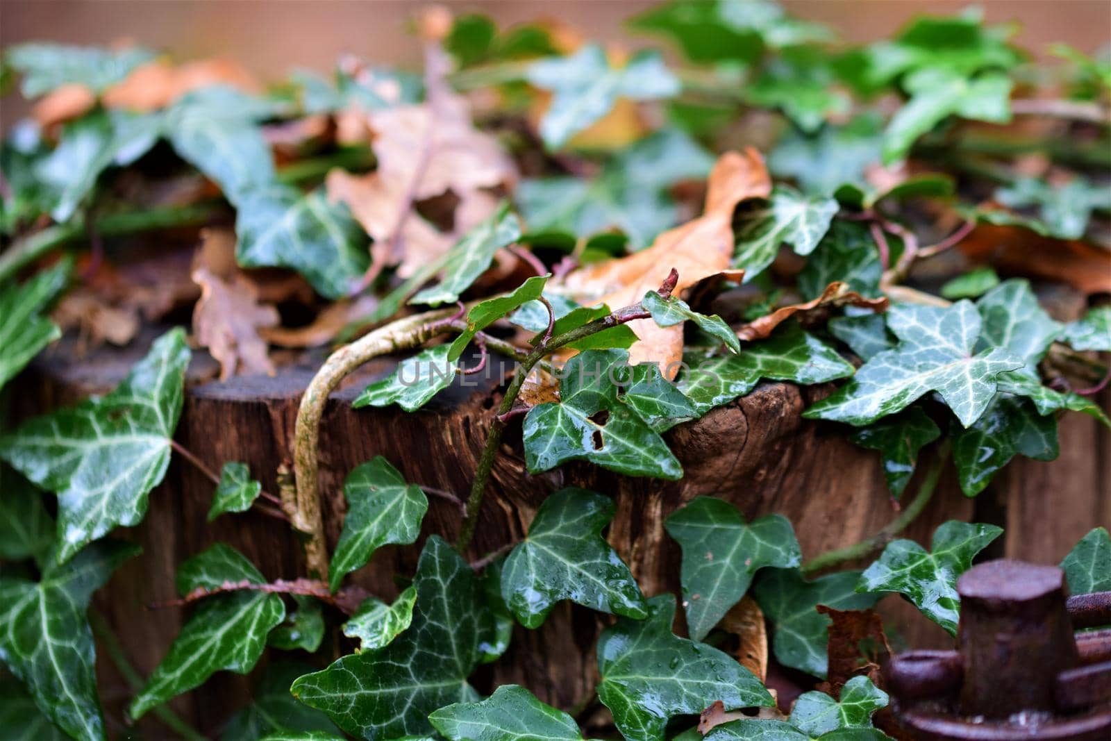 Close up of ivy and leaves on a wooden pole
