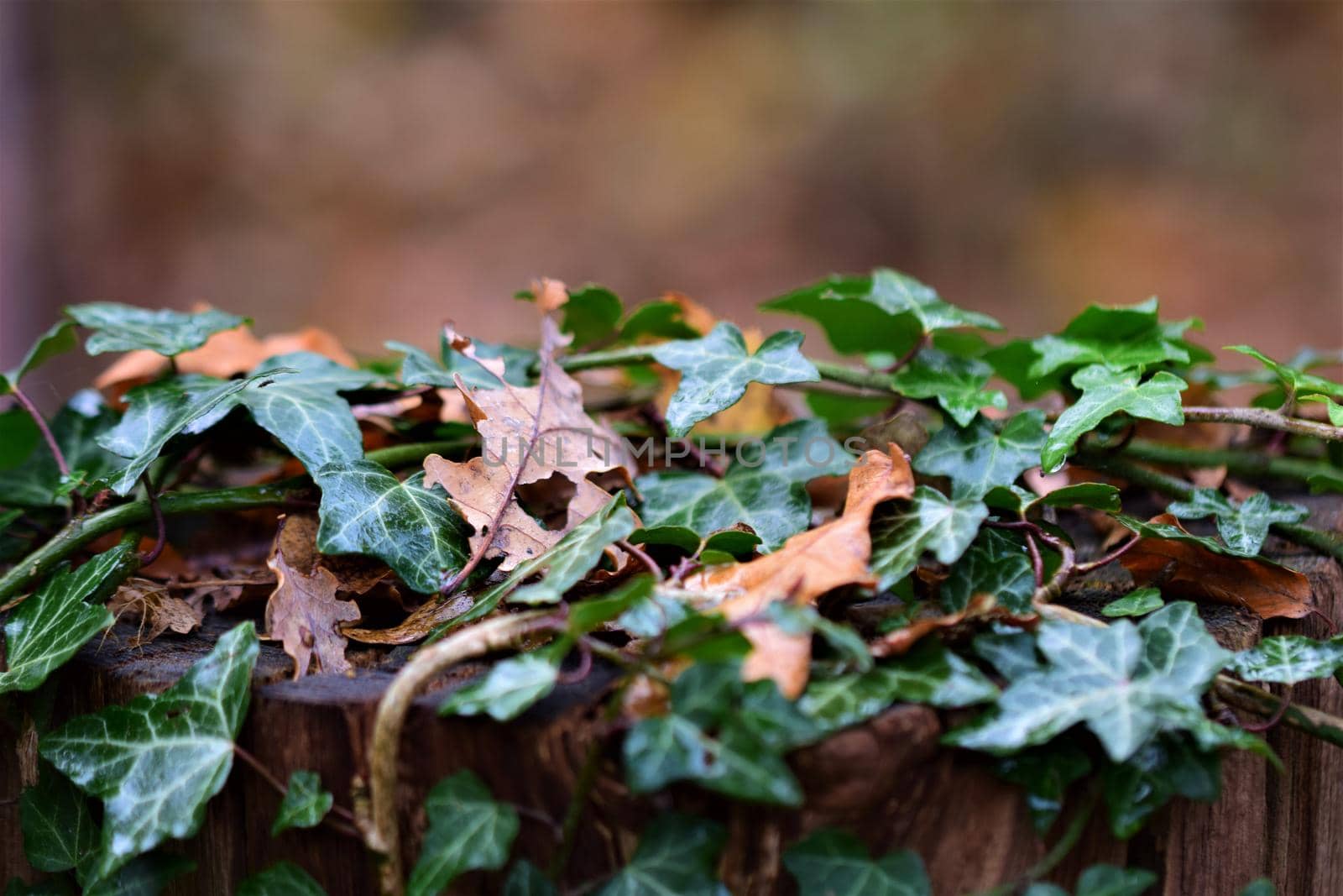 Close up of ivy and leaves on a wooden pole