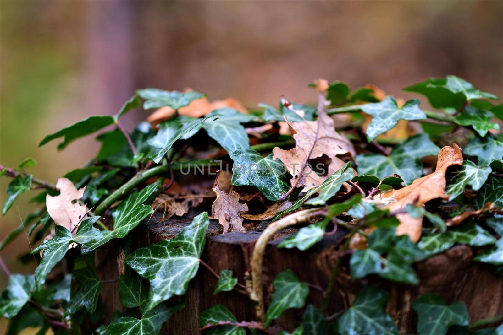 Close up of ivy and leaves on a wooden pole