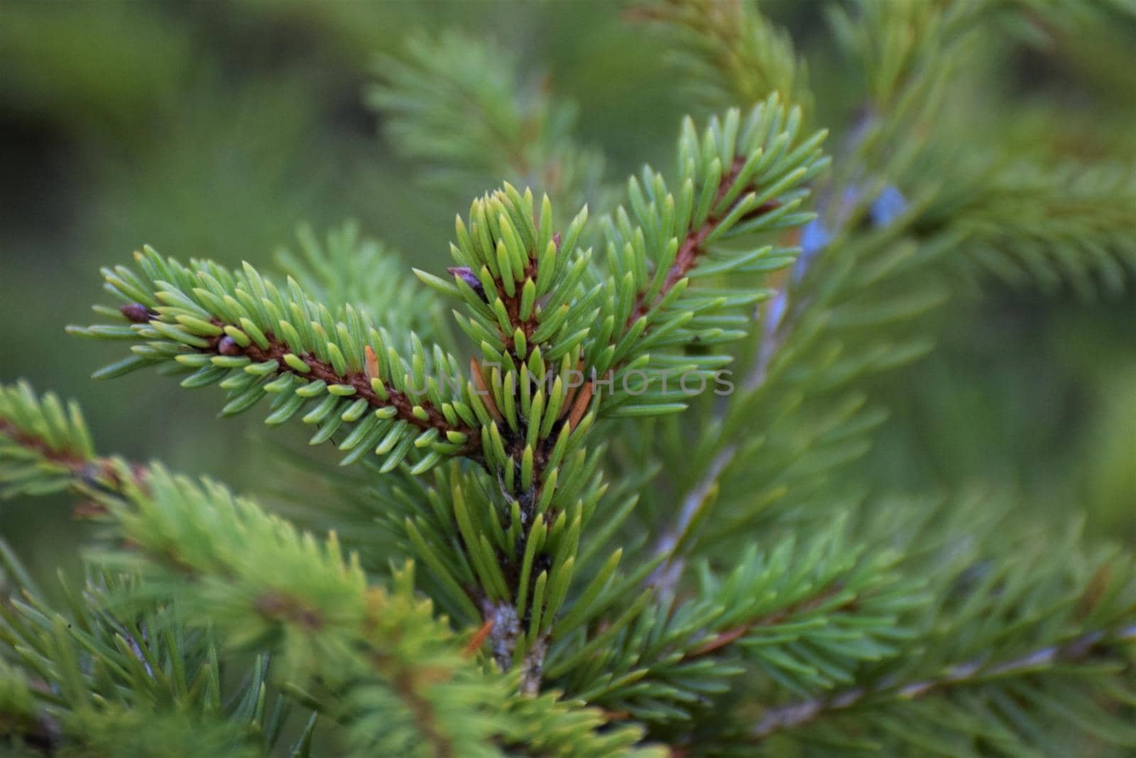 Close up of a fir branches against a green blurred ackground