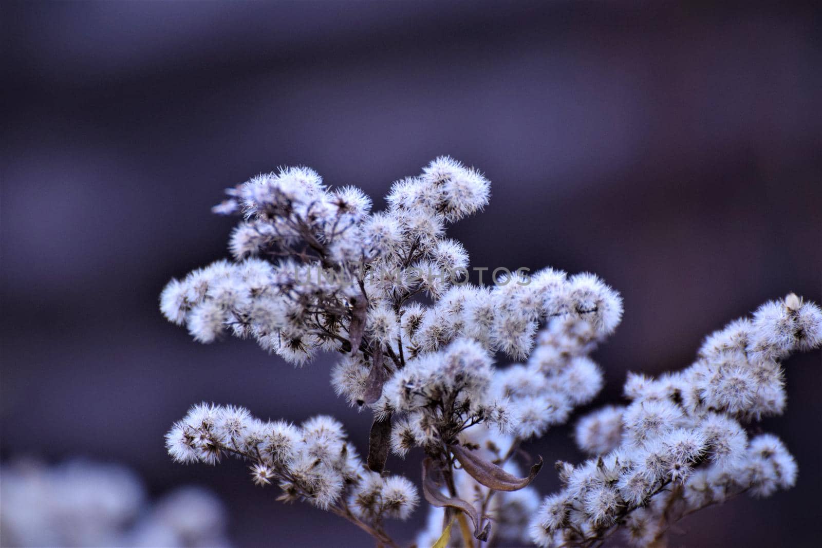 Close up of a withered shrub against a gray-blue blurred background