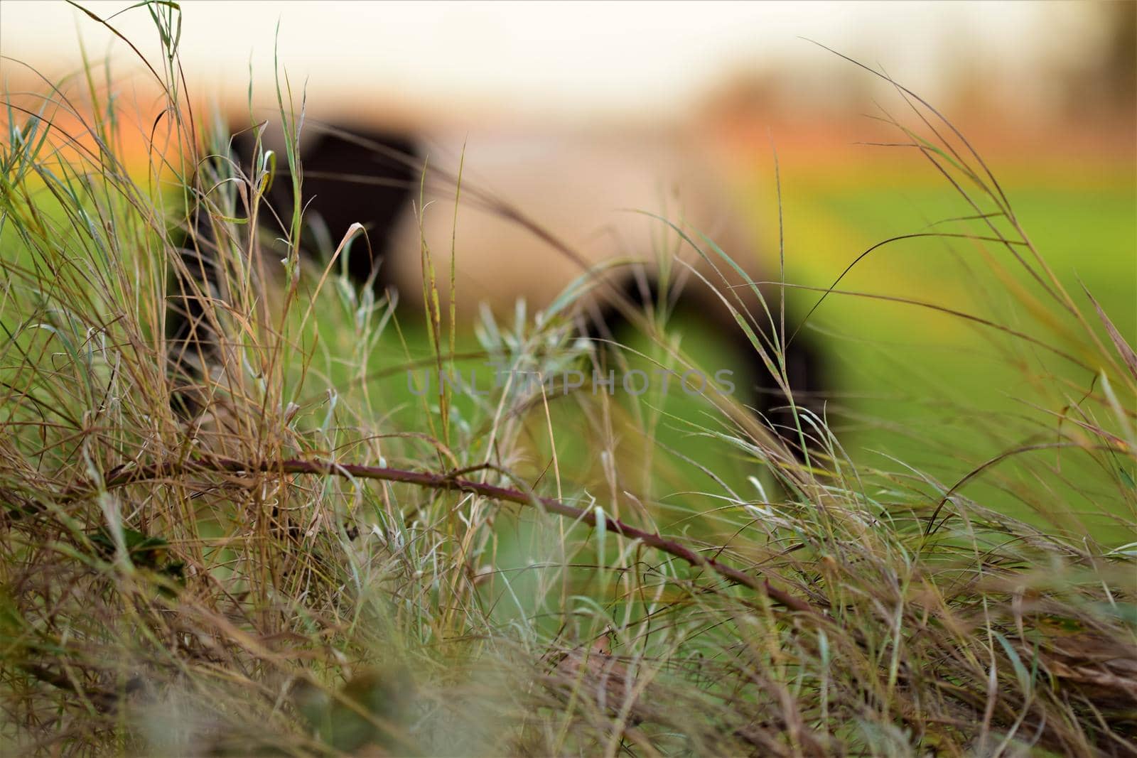 Blurred black and white horse in the background with high dry grasses in the foreground