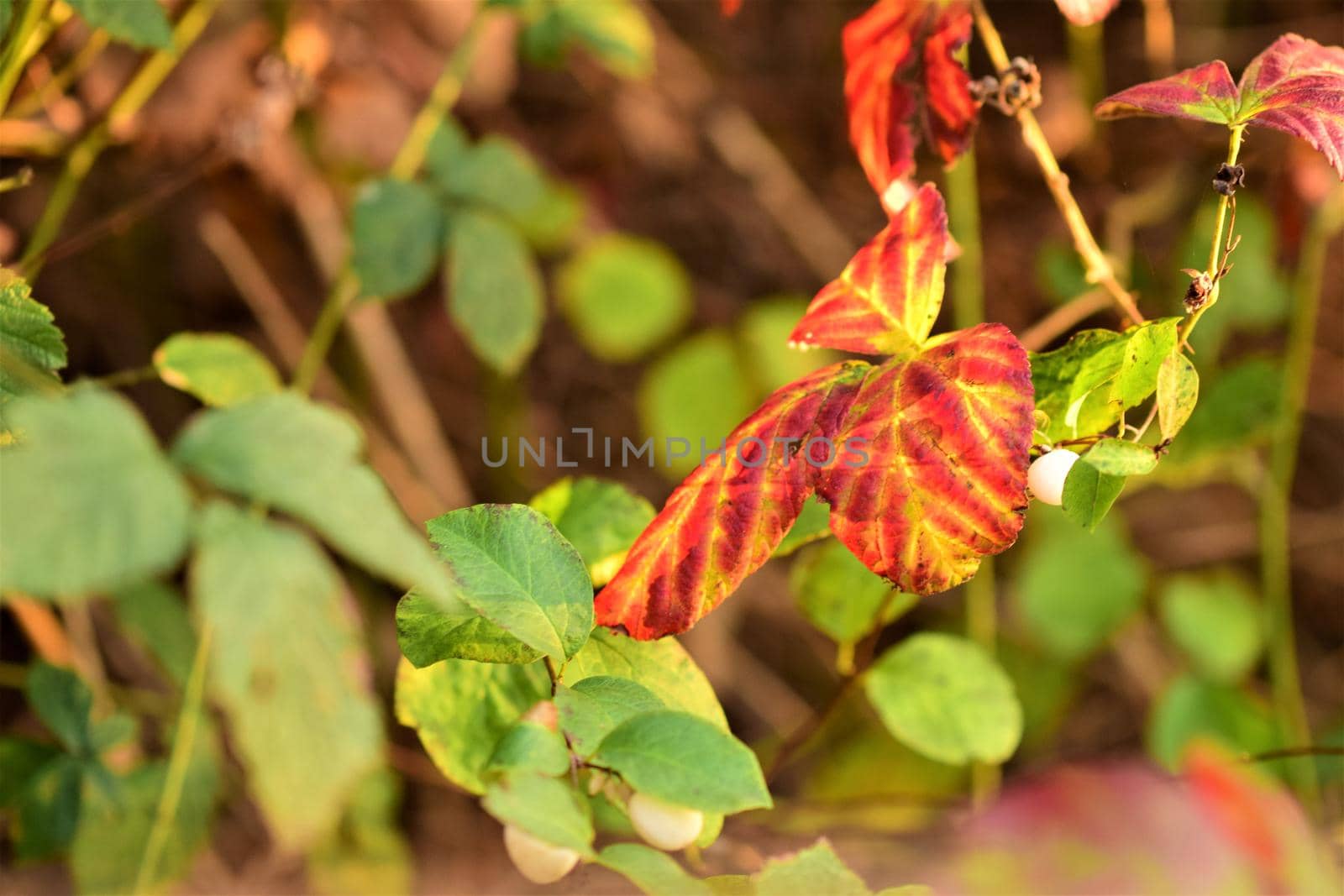Red autumn leaves on a branche with green leaves in the background