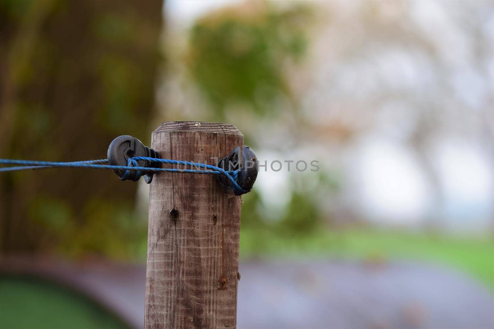 Close up of a willow post with insulators and blue braid against a blurred background