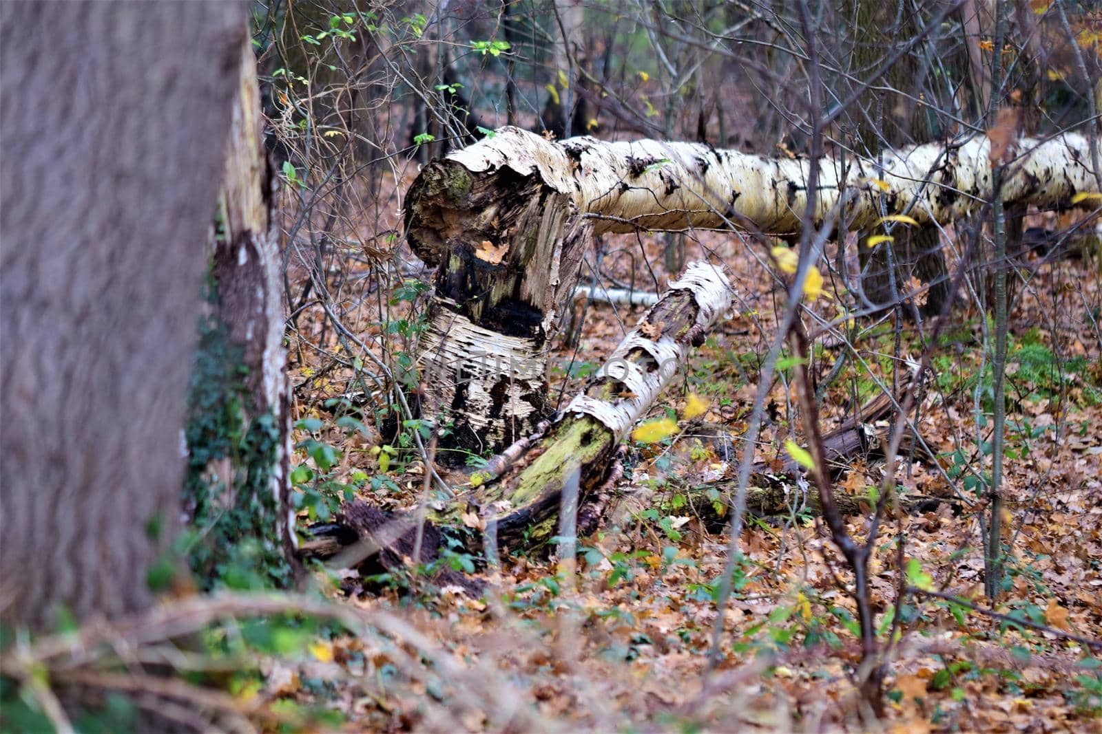 Fallen birch in the deciduous forest