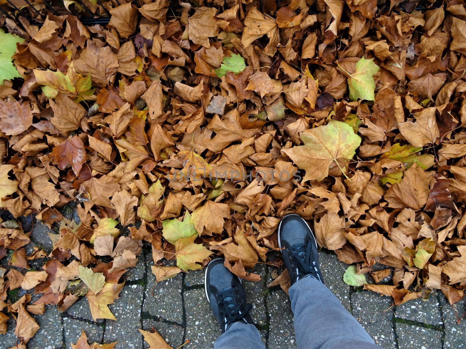 autumn leaves in yellow and brown on the floor - top view