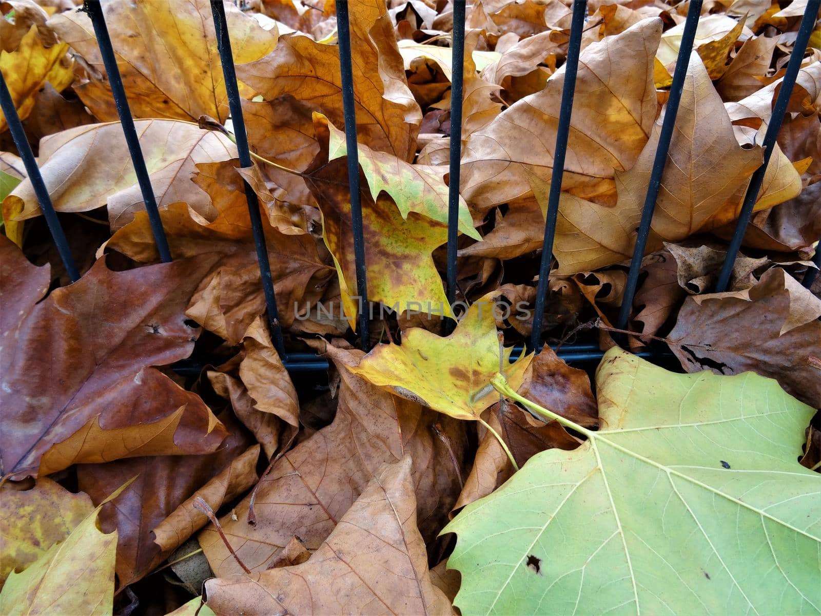autumn leaves in yellow and brown on the floor in front of a small fence