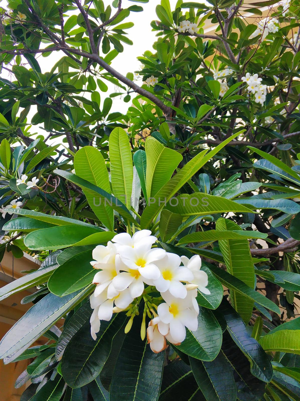 Frangipani tropical flower growing outdoors in thailand.