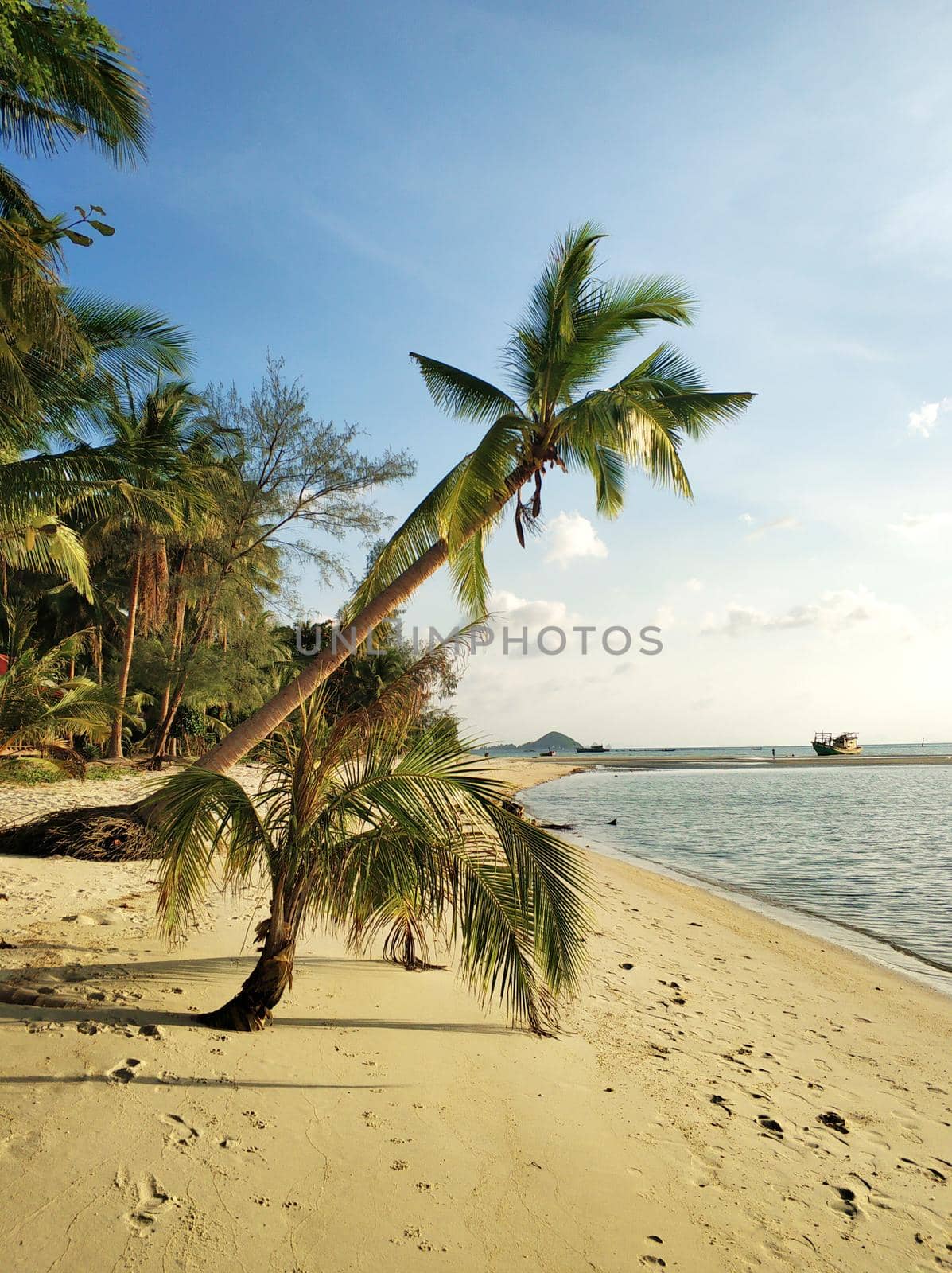 Coastline with sandy beach and palm trees on a tropical island.