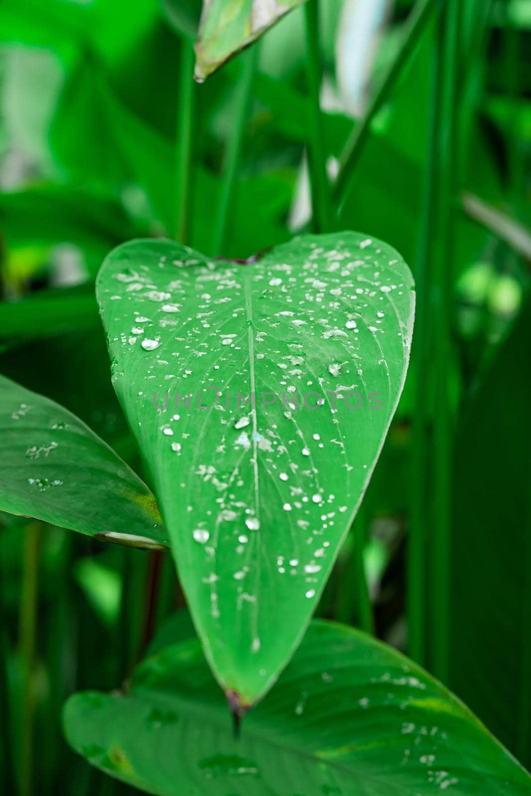 Water drops on green leaf of gigantea in the garden