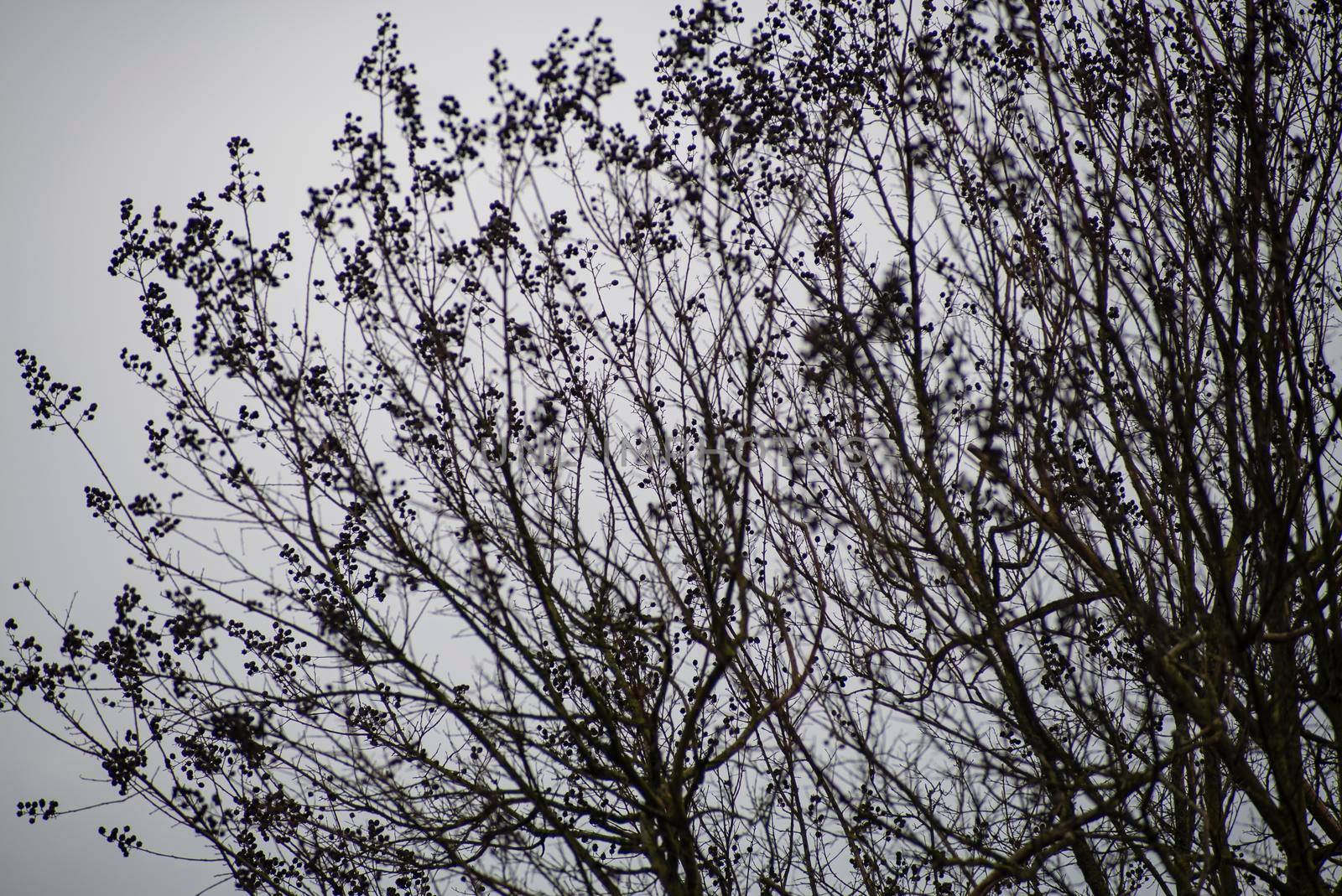 Detail of bare branches in winter by pippocarlot