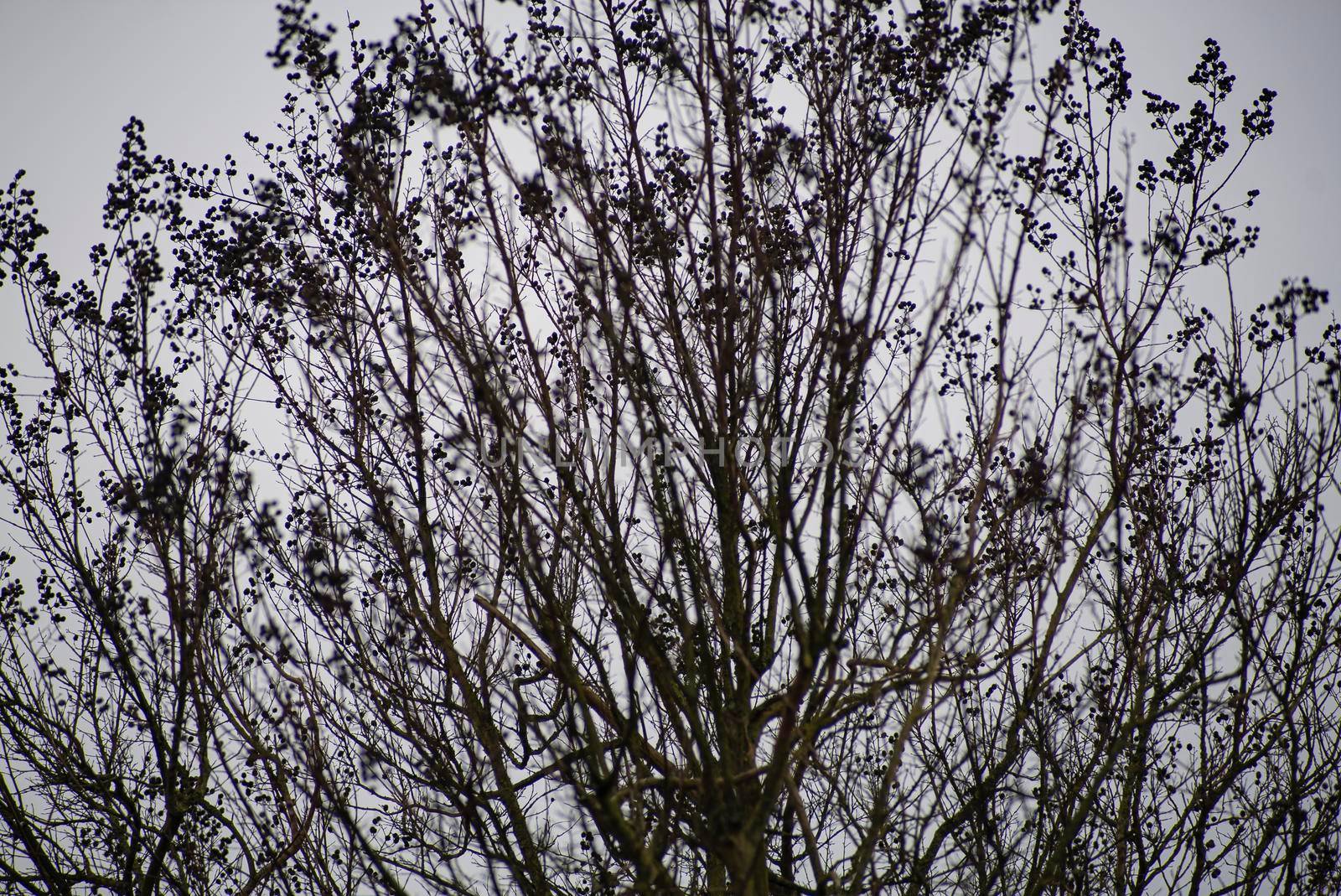 Detail of bare branches in winter in a cloudy day