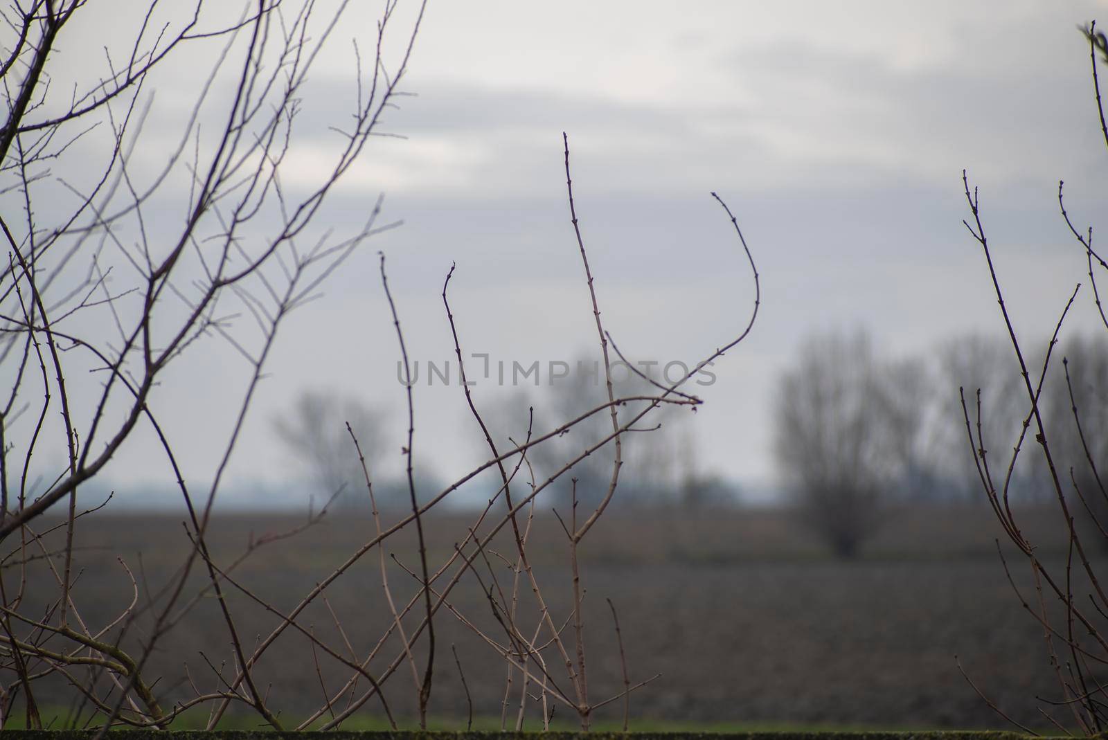 Detail of bare branches in winter 6 by pippocarlot